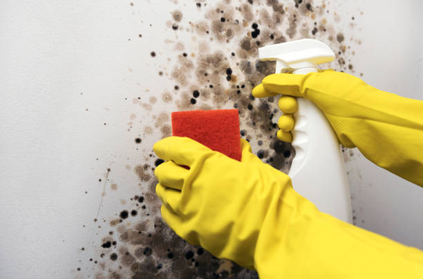 Best Black Mold Removal  in Bennett, CO