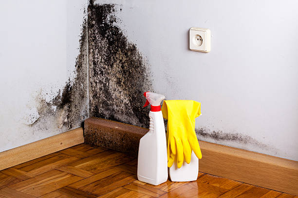 Best Commercial Mold Removal  in Bennett, CO