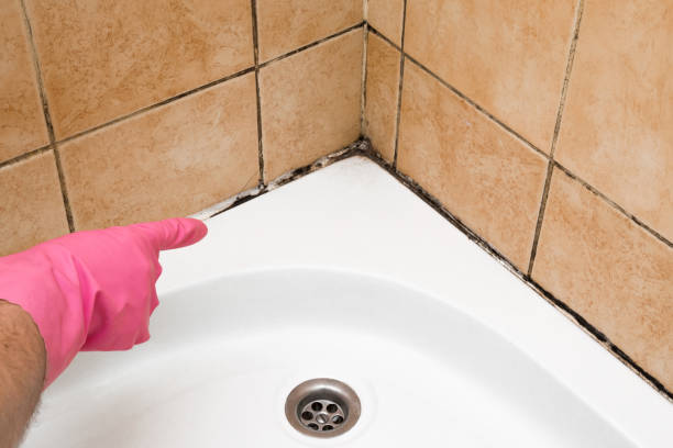 Best Same-Day Mold Removal  in Bennett, CO